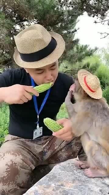 学猴子嘴吃瓜,趣味横生的动物食趣记